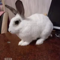 خرگوش