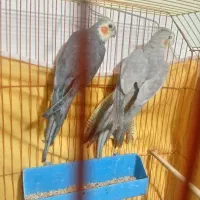 گل طبیعی