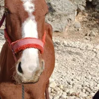 اسب|اسب و تجهیزات اسب‌سواری|مسجد سلیمان, |دیوار