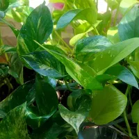 رشد انفجاری پتوس|گل و گیاه طبیعی|اهواز, گلستان|دیوار