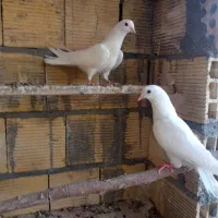 جفت جوجه تهرونی پرشی