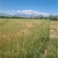 زمین|فروش زمین و ملک کلنگی|کشکسرای, |دیوار