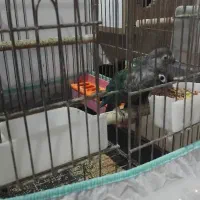 گرینچیک تراکوییس|پرنده|آبادان, |دیوار