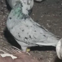 کفتر یا کبوتر|پرنده|اقبالیه, |دیوار