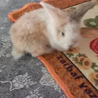 خرگوش