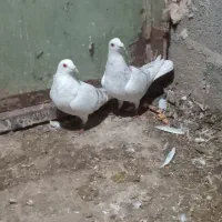 سار اقون|پرنده|آبکوه, |دیوار