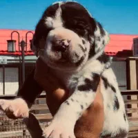 گریت دین /ژرمن و کنکورسو