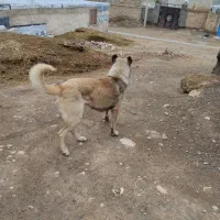 سگ گله ای به فروش می‌رسد