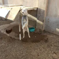 سگ گرگی|سگ|قم, شاد قلی|دیوار