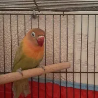 طوطی برزیلی|پرنده|رشت, آزادگان|دیوار