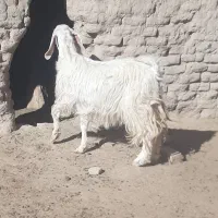 گوسفند|حیوانات مزرعه|سیب و سوران, |دیوار