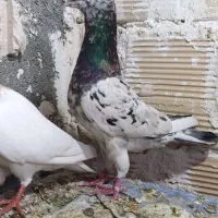 دو عدد سار سرور و سار هفت رنگ نر