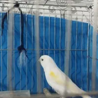 قناری موزاییکی ماده