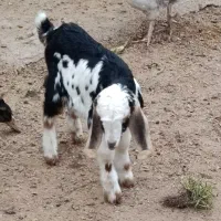 بزغاله شیری