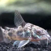 ماهی کوریدوراس فلفلی اور سایز