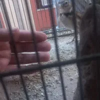 قناری قورس بخون