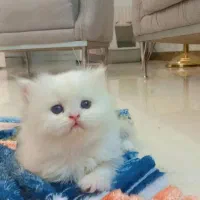 گربه پرشین سگ پامر