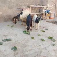 یک عدد بز کردی با دوتا بزغاله یک نر یک ماده|حیوانات مزرعه|مشهد, رسالت|دیوار