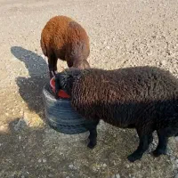 دوعددبره نرچاق|حیوانات مزرعه|آذرشهر, |دیوار