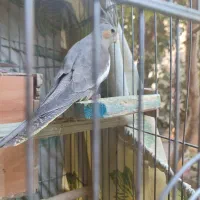 عروس هلندی