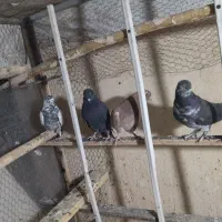 کفتر گرفتنی