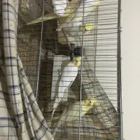 طوطی عروس بالغ سالم