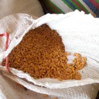 بذر گندم|خدمات باغبانی و درختکاری|سروآباد, |دیوار