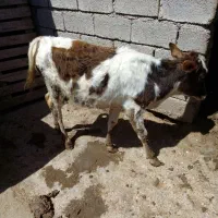 گاو گوساله ماده