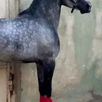 سواری کردن اسب