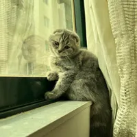 بچه گربه فولد / ۳ ماهه / سیلور کرم٪