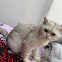 فروش گربه|گربه|قائم‌شهر, |دیوار