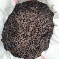 کشمش افتابی