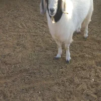 یک عدد کهره