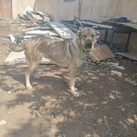 سگ سرابی پژدر میکس