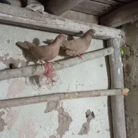 دوعددکبوتر