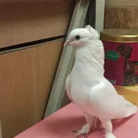 کبوتر|پرنده|تبریز, |دیوار