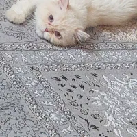 گربه پرشین