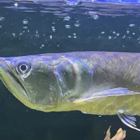 ماهی اروانا سیلور