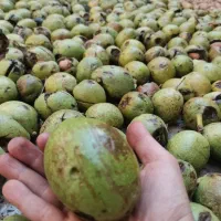 گردو تازه کوهستان