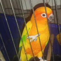 طوطی خورشیدی نر با تعیین جنسیت|پرنده|قرچک, زیبا شهر|دیوار