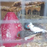 فنچ و مرغ عشق دستی|پرنده|زاهدان, |دیوار