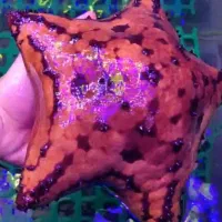 موجودات خاص آکواریوم آبشور