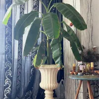 فروش تعدادی گل و گیاه