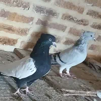 کبوتر دم سیاه|پرنده|قزوین, |دیوار
