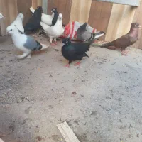 تعدای کبوتر درجه یک|پرنده|بوشهر, |دیوار