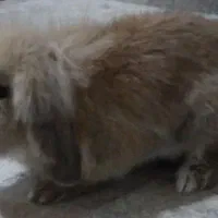 خرگوش بامزه|موش و خرگوش|مشهد, قائم|دیوار