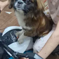 فروش سگ پیکینیز