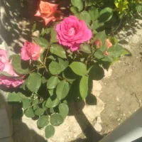گل طبیعی