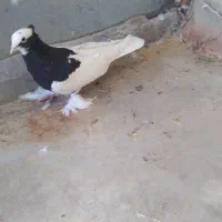 کفتر طوق سیاه