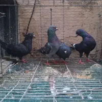 ستا کفتر آلمانی یک کفتر دو رگ